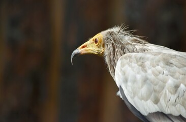 bird of prey vulture scavenger close up on brown background