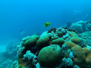 coral reef in sea