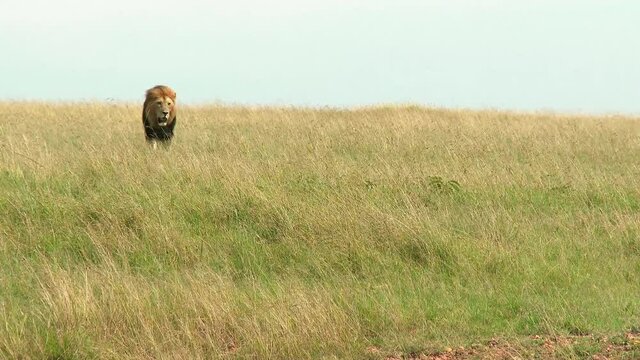 African Lion (Panthera leo) male walking towards camera