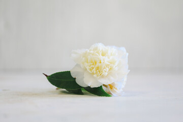 Close up image of delicate white camellia flower on plain white background