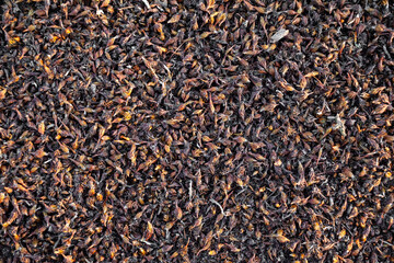 Various dry grass and plants on the ground