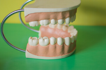 Closeup artificial human teeth for illustration dental hygiene. Horizontal shot of fake human jaw and teeth for education. 
