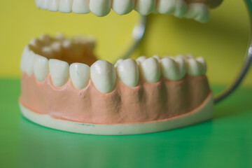Closeup artificial human teeth for illustration dental hygiene. Horizontal shot of fake human jaw and teeth for education. 