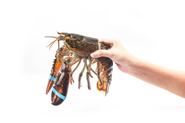 Boston lobster isolated on white background.