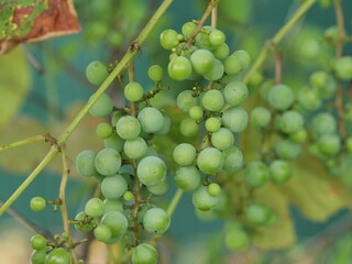 grapes on vine
