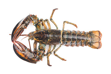 Boston lobster isolated on white background.