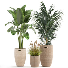 exotic plants in a rattan basket on white background