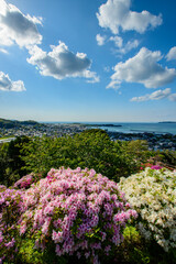 flowers on the beach