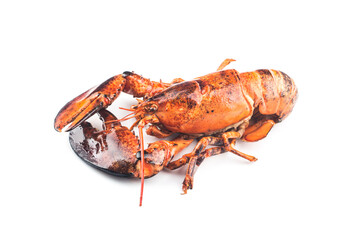A freshly cooked Boston lobster