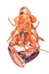 A freshly cooked Boston lobster