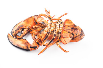 A freshly cooked Boston lobster