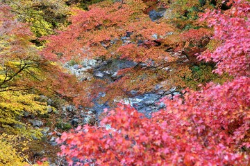 Fototapeta na wymiar Oashi valley, Kanuma, Tochigi, in autumn