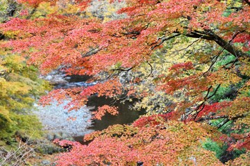 Obraz na płótnie Canvas Oashi valley, Kanuma, Tochigi, in autumn