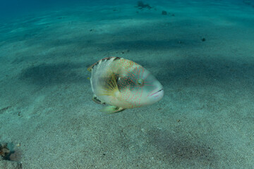 Fish swim in the Red Sea, colorful fish, Eilat Israel
