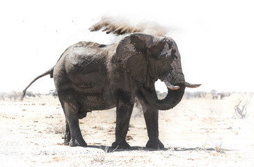 Elephant dust bath