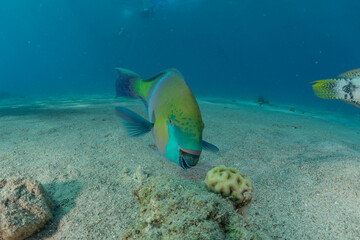 Fish swim in the Red Sea, colorful fish, Eilat Israel
