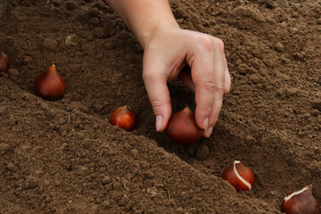 A female gardener plants tulip bulbs in the ground in the spring