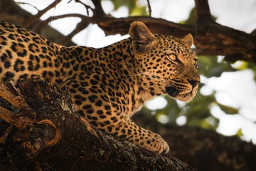 Deurstickers close-up van luipaard © Francua
