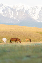 A herd of wild horses grazes in the mountains