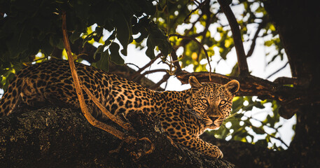 leopard in the tree