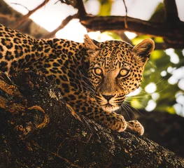 Selbstklebende Fototapeten close up of leopard © Francua