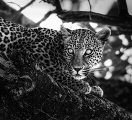 portrait of a leopard