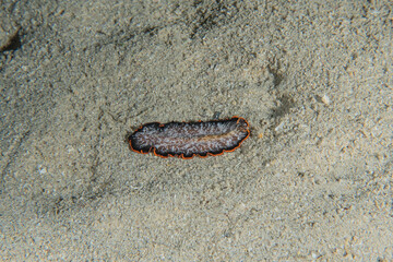 Sea cucumber in the Red Sea Colorful and beautiful, Eilat Israel
