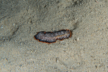 Sea cucumber in the Red Sea Colorful and beautiful, Eilat Israel
