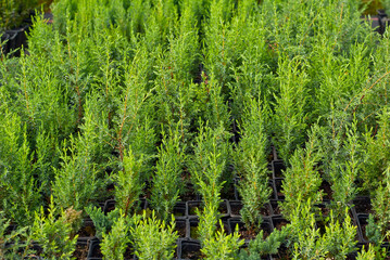 Ornamental shrubs and trees in the nursery. Small coniferous trees in pots. Juniper in a greenhouse.