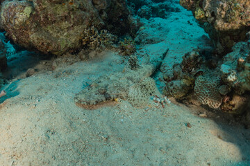  Fish swim in the Red Sea, colorful fish, Eilat Israel
