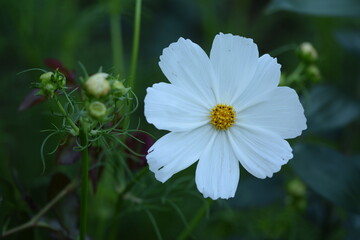 Cosmos white flower in summer garden.