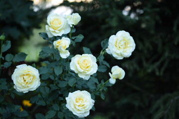 Shrub of pastel yellow roses on garden green background.