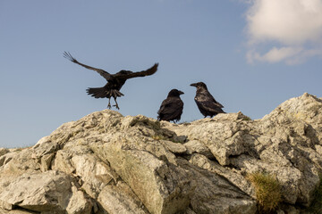 Ravens in the Tatra Mountains.