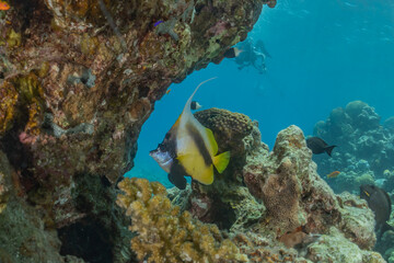  Fish swim in the Red Sea, colorful fish, Eilat Israel
