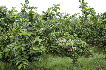 Fototapeta na wymiar guava firm closeup for harvest