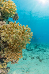Coral reef and water plants in the Red Sea, Eilat Israel
