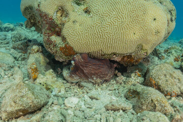 Coral reef and water plants in the Red Sea, Eilat Israel
