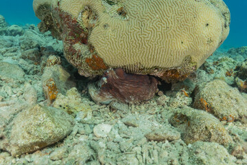 Coral reef and water plants in the Red Sea, Eilat Israel
