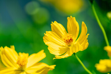 yellow starburst flowers in full bloom in farm, around petals blur soft for background, selective focus pollen ,macro