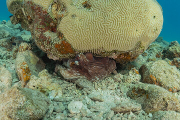 Coral reef and water plants in the Red Sea, Eilat Israel
