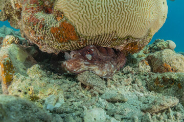 Coral reef and water plants in the Red Sea, Eilat Israel
