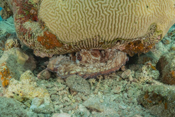 Coral reef and water plants in the Red Sea, Eilat Israel
