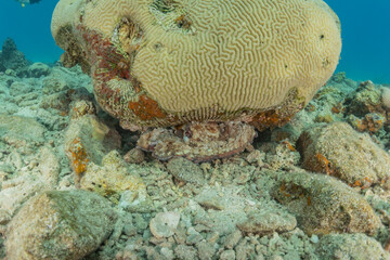 Coral reef and water plants in the Red Sea, Eilat Israel
