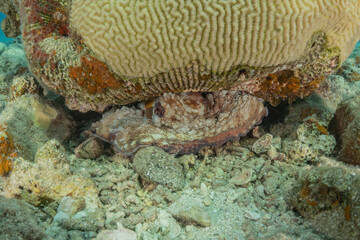 Coral reef and water plants in the Red Sea, Eilat Israel
