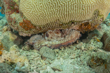Coral reef and water plants in the Red Sea, Eilat Israel
