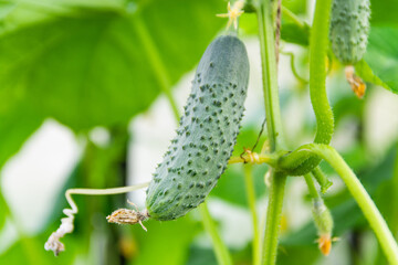 A ripe green cucumber hangs on a branch in a greenhouse