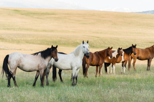 A herd of wild horses grazes in the mountains