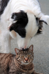 cat and dog