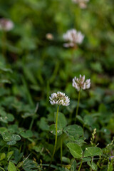 Trifolium repens flower growing in field, close up 