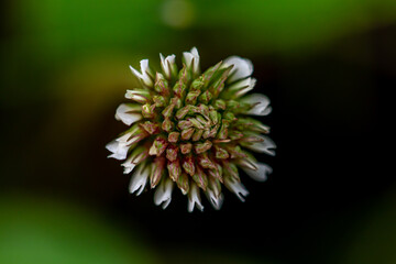Fototapeta premium Trifolium repens flower growing in field, close up shoot 